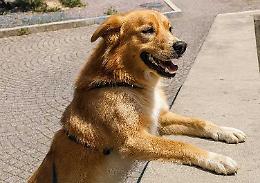 Dopo un inizio difficile in canile, Rino oggi sogna una sola cosa; trovare finalmente il suo padrone speciale