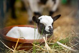 Torna la &ldquo;Fera &lsquo;d San Giors&rdquo;: tradizione, musica e zootecnia al centro della primavera