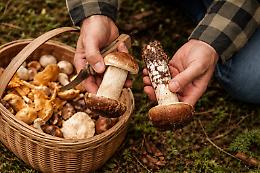 Raccolta funghi 2026, ecco come mettersi in regola: titoli, costi e regole da conoscere