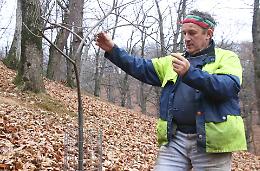 Castagna Cuneo Igp: &laquo;Il castagneto va coltivato e non &ldquo;munto&rdquo;&raquo;