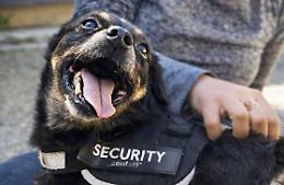 Lupetto aspetta ancora: il cuore fragile di un cane che chiede solo amore