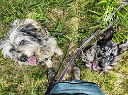Vuoi adottare un cane? Come trovare l'amico giusto: un evento per adozioni consapevoli