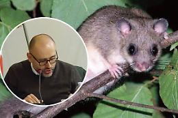 Ghiri golosi di nocciole: &laquo;Sono troppi e danneggiano l'agricoltura: ora basta&raquo;