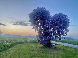 Il glicine pi&ugrave; fotografato del Piemonte cerca il tuo scatto: parte la sfida pi&ugrave; romantica della primavera