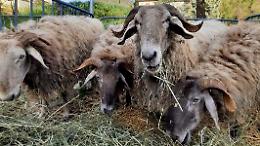 La Fera &lsquo;d San Giors entra nel vivo: dopo il successo del concerto, Frabosa Sottana si prepara al grande weekend