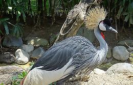 Nelle Langhe arrivano le Gru: per loro due zone umide e una grande voliera