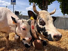 Il paradiso dei formaggi esiste (ed &egrave; in Alta Langa)