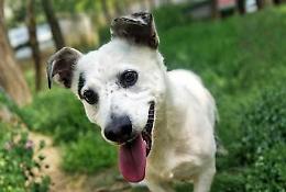 Charlie, il &ldquo;nano&rdquo; dal cuore gigante che cerca casa da 6 anni