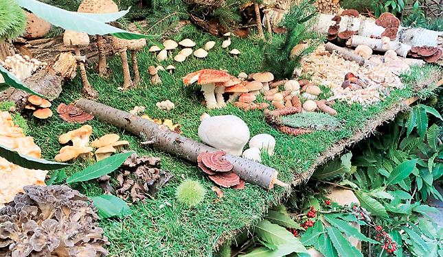 L'Asl apre il corso per imparare a riconoscere i funghi per raccoglitori e ristoratori
