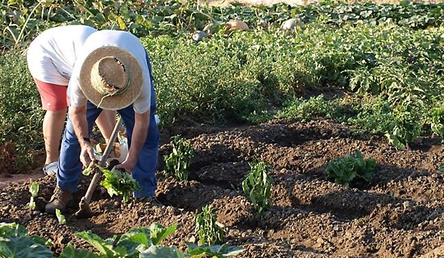 E se tornassimo a imparare a fare l'orto? I consigli degli esperti
