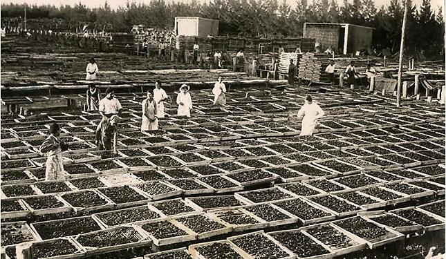 Braccianti Italiani In Argentina