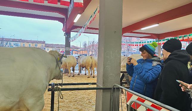 Se il Bue grasso collega paesi e attraversa territori