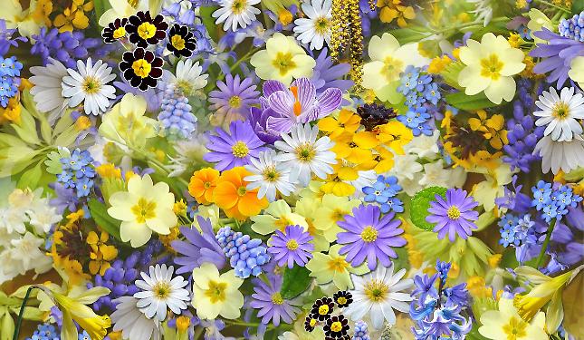 spring-flowers-110671_1280