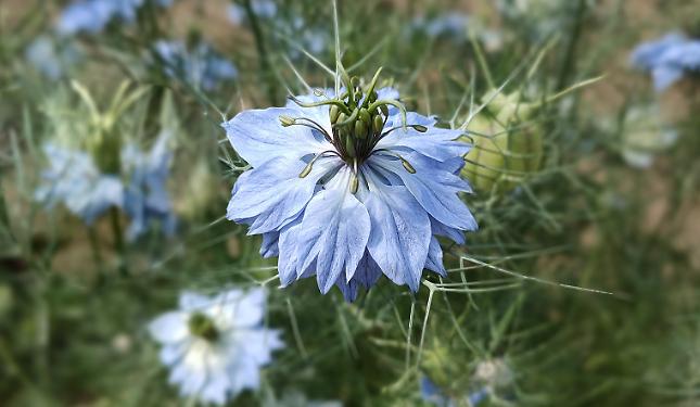 Niella Tanaro Festa Nigella