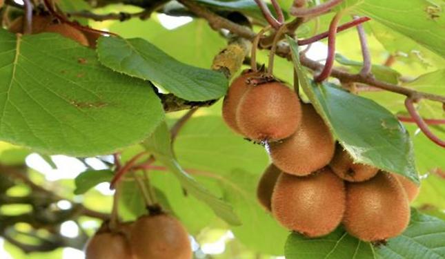«Coltivazioni di kiwi a rischio per il caldo anomalo degli ultimi mesi»