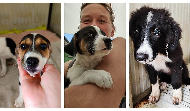 Cuccioli in cerca di casa: altri tre cani abbandonati al Rifugio 281