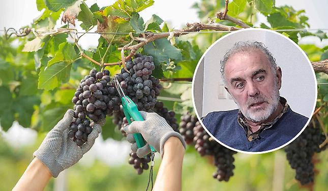 Vendemmia: «Cantine chiuse per ferie ad agosto? Non va bene!»