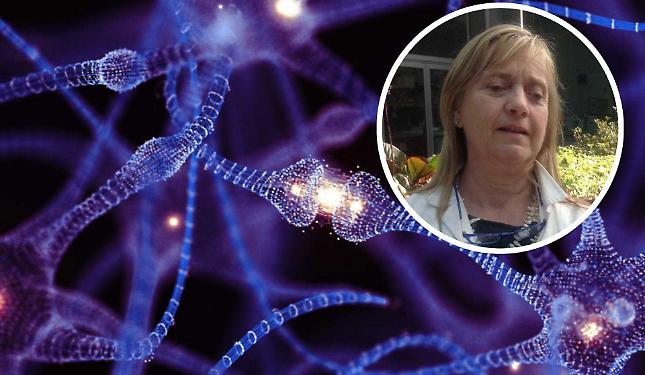 “La chiave della memoria": scoperta a Torino la proteina che accende il cervello”