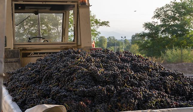 Al via la vendemmia della tradizione: Cantina Clavesana apre ai conferimenti del Dolcetto