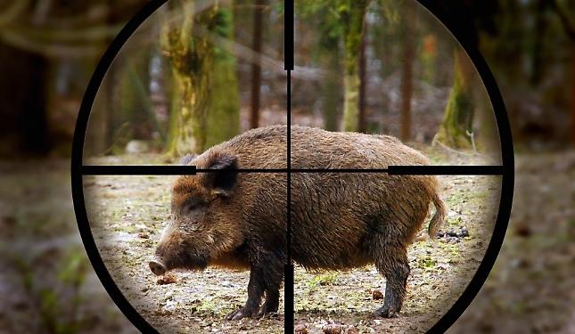 Scatta la caccia: il Piemonte alza il tiro contro peste suina e danni alle coltivazioni