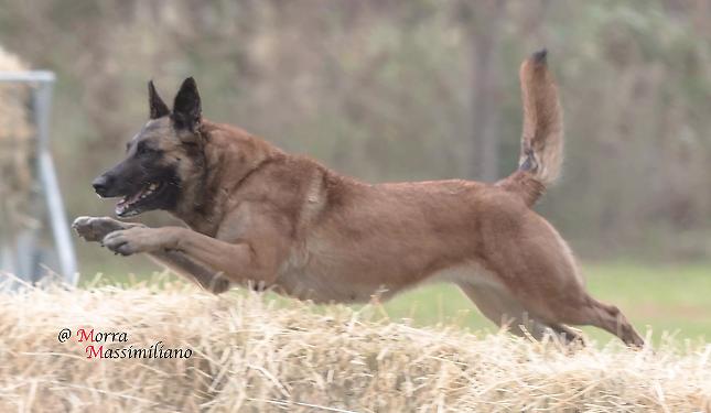 «Israele fuori dal Campionato del Mondo di cani a Borgo San Dalmazzo»