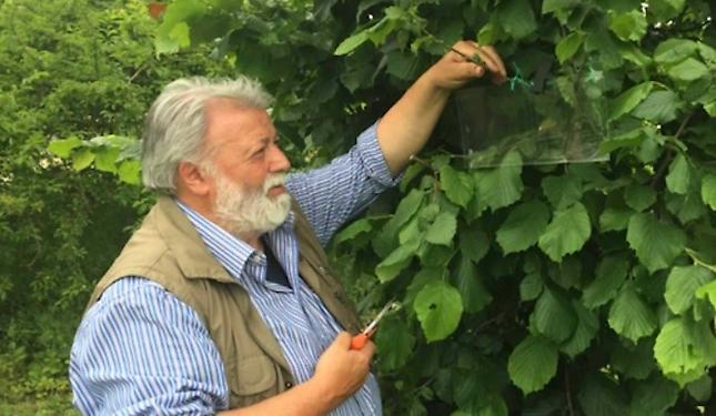 Nocciola piemontese: Alta Langa vola, Roero e Astigiano in crisi