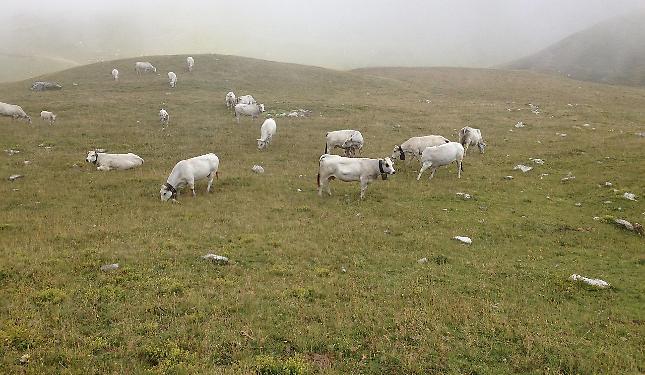 Autunno mite e nuova erba fresca: animali sui pascoli in montagna fino al 15 novembre