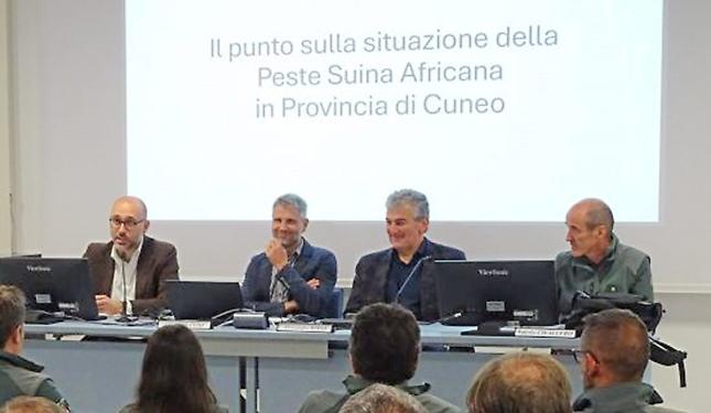 Peste suina: «Dal 2022 abbattuti 30 mila cinghiali in Granda: zero casi»