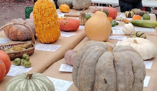 Le zucche di Piozzo conquistano anche la Lombardia e l’Emilia