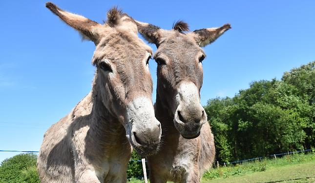 &laquo;Come sarebbe a dire "stop alla carne di equidi"? La mozione del 5 Stelle vuole cancellare la nostra storia&raquo;