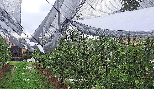 Grandine e gelate, un devasto per l'agricoltura: «Ora i fondi per reti e antigelo»