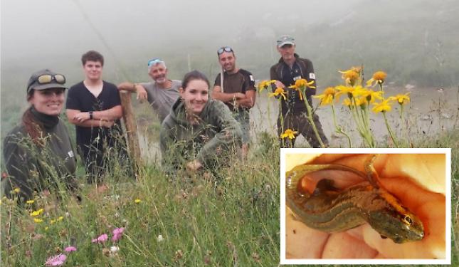 Alle sorgenti del Belbo un tritone speciale