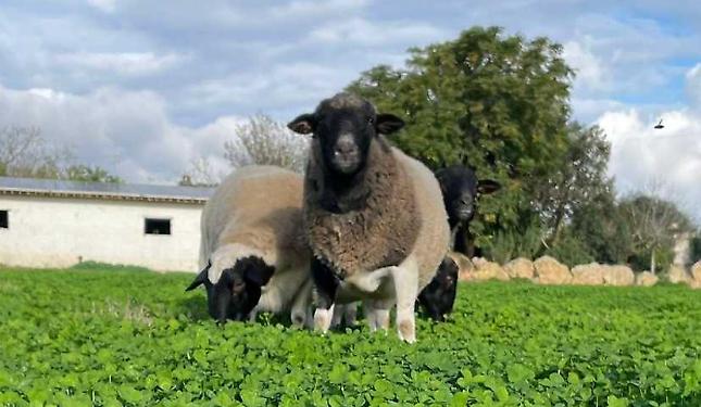 La società agricola Oretta e la carne Jananera, ospite d'eccellenza a "Bee"