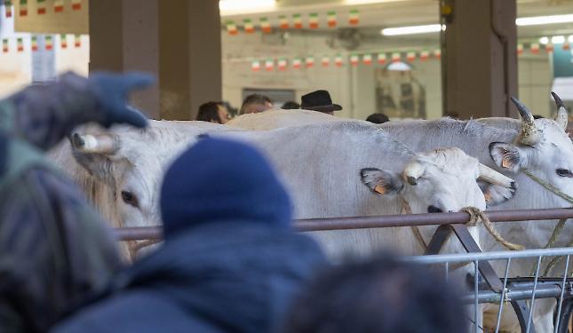 La grande Fiera dedicata al Bue più bello. Tutto quello che c'è da sapere