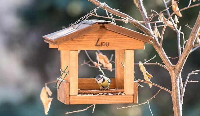 La mangiatoie invernali: ecco come aiutare gli uccellini di città, in inverno