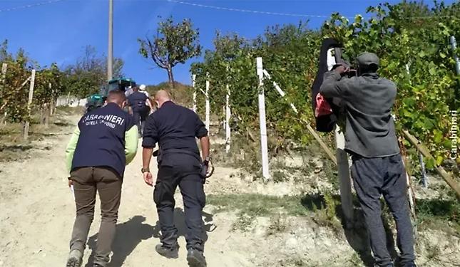 Lavoro agricolo "conto terzi": tre su quattro erano "in nero"