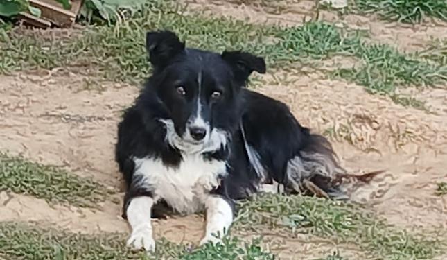 Orrore nel Monregalese: Maia, cagnolina Border Collie, uccisa e appesa a un palo