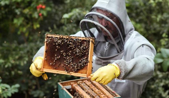 Piemonte Miele spegne 50 candeline: una festa per guardare al futuro dell&rsquo;apicoltura