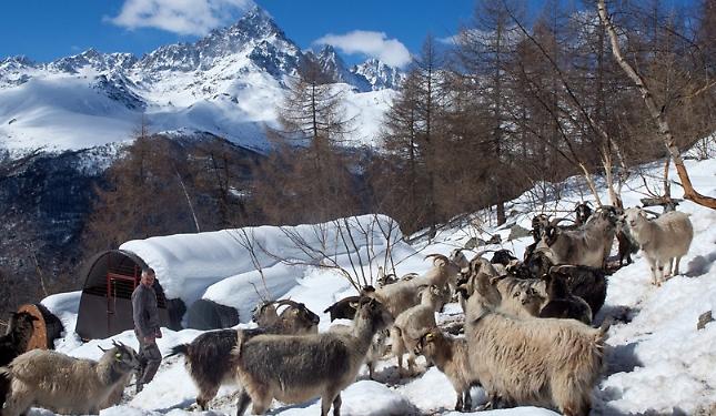 Il cashmere del Monviso: alla scoperta di una produzione di eccellenza