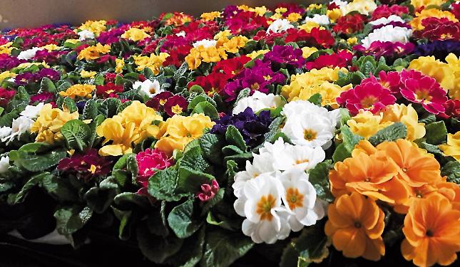 &ldquo;Giornata per la Vita&rdquo;: un&rsquo;occasione per riflettere