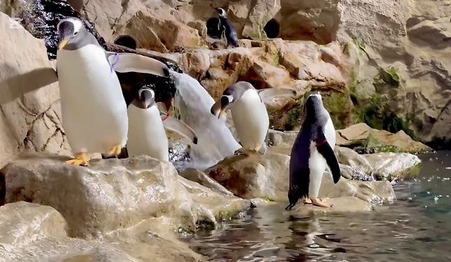 Pinguini Acquario Genova