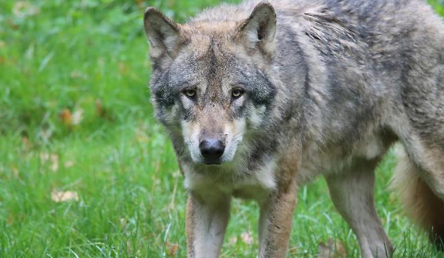 Protopapa: &laquo;Agire subito per controllare il lupo e tutelare la sicurezza&raquo;