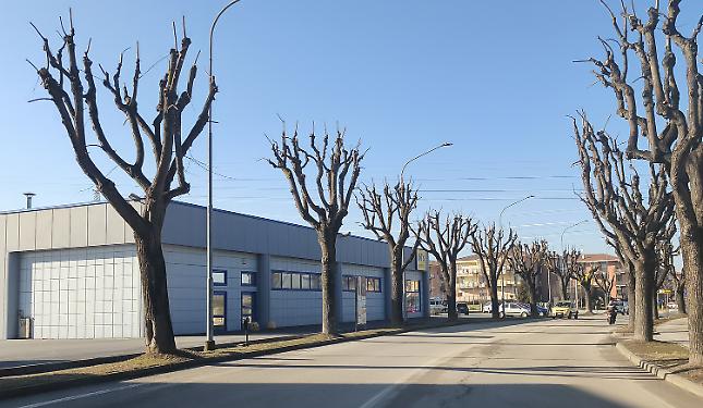 Via 13 tigli da via Cuneo: &laquo;Sono malati e rischiano di cadere. Abbattiamo in tutto 30 alberi&raquo;