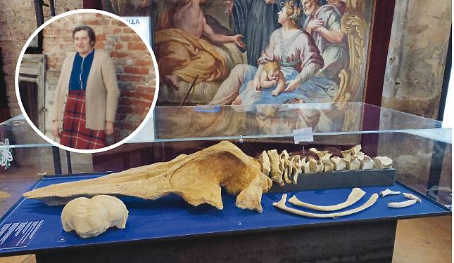 Quando il mare era tra le colline: la storia della balena Tersilla