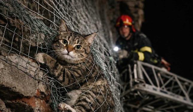 Il gatto rimane intrappolato nelle rete: lo salvano i Vigili del fuoco