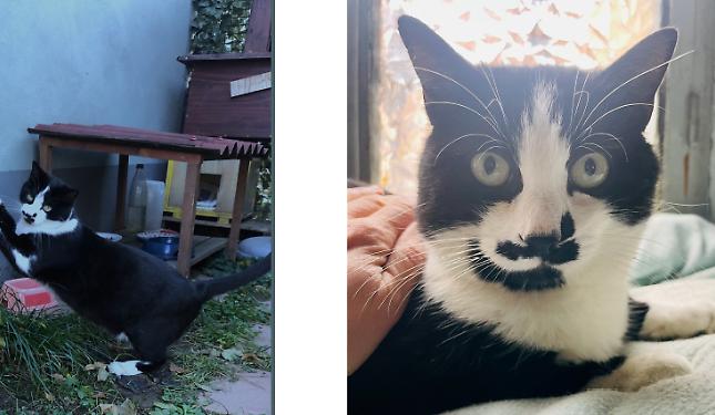 &laquo;Qualcuno ha visto macchia?&raquo;: gatto smarrito in strada Gratteria