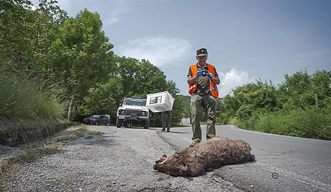 "Lupi nostri": chi li ama e chi li teme. Un film, per ricordare Mauro Fissore