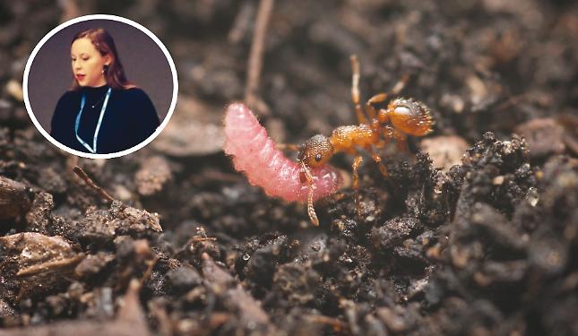 La vita segreta degli insetti: formiche e bruchi usano ritmi segreti per comunicare