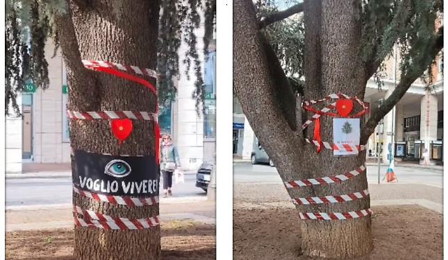 &laquo;I cedri di Cuneo danno ossigeno e tolgono smog: si pu&ograve; ancora tornare indietro&raquo;