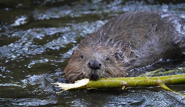 &Egrave; tornato il castoro in Piemonte: mancava da 500 anni